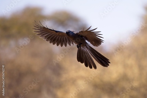 Flying Grey Lourie, grey go away bird - Wild Birds from Africa - Grey Mohawk in the flight. © Miroslav