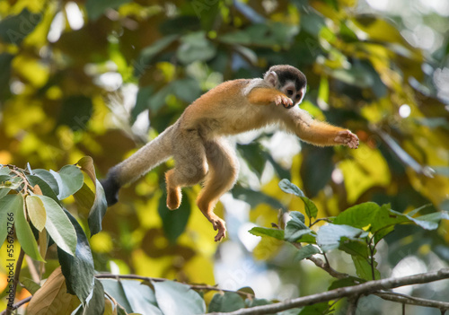 A squirrel monkey (Saimiri) leaps from branch to branch in the tree canopy of the rainforest; Puntarenas, Costa Rica photo
