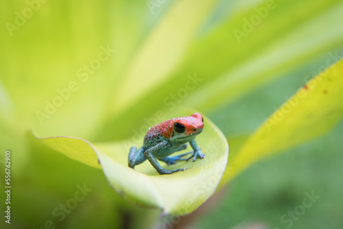 A Granular poison frog (Oophaga granulifera) rests on a plant in Corcovado National Park; Puntarenas, Costa Rica photo