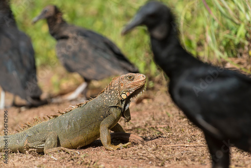 A Green iguana (Iguana iguana) is surrounded by American black vultures (Coragyps atratus) on Coiba Island in Coiba National Park, Panama; Coiba Island, Veraguas Province, Panama photo