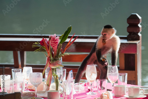 A white-faced capuchin monkey (Cebus capucinus) steals human food from a table at a resort in Tortuguero; Puntarenas, Costa Rica photo