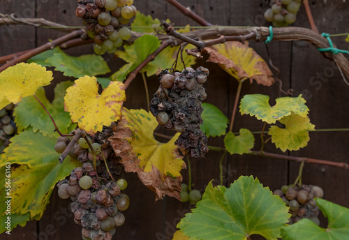  Bunches of rotting grapes hanging on the vine in Autumn photo