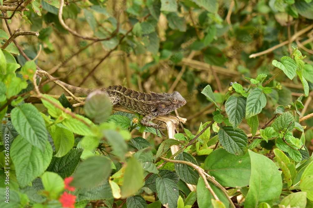 Garden Lizard in the wild Garden Lizard in the wild