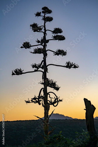 Tree at sunrise in Su Gologone, Italy; Su Gologone, Sardinia, Italy photo