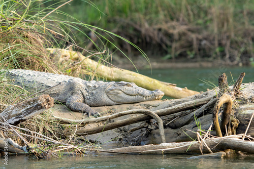 Marsh mugger crocodile (Crocodylus palustris) basking on the shores of the Narayani River in Chitwan National Park; Chitwan, Nepal