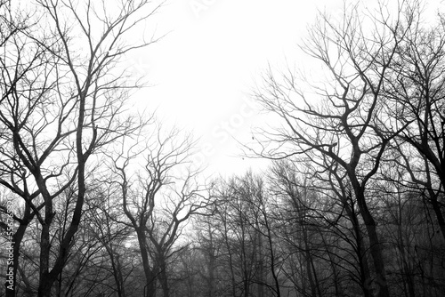 Black and white treeline in winter; Tuxedo, New York, United States of America