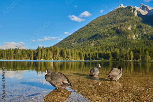 Eurasian coots (Fulica atra) standing in the pristine waters of Lake Hintersee in the Bavarian Alps; Berchtesgadener Land, Ramsau, Bavaria, Germany photo