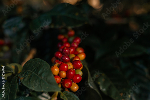 Planta de cafe y semillas de cafe