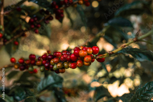 Planta de cafe y semillas de cafe