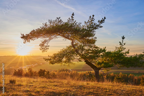 Scots pine (Pinus sylvestris) in the sunset; Schanzberg, Neumarkt, Upper Palatinate, Bavaria, Germany photo