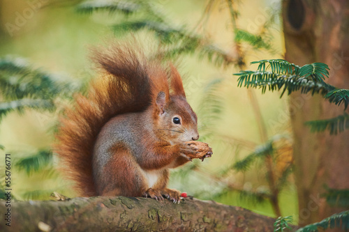 Eurasian red squirrel (Sciurus vulgaris); Bavaria, Germany photo