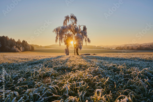 Frozen silver birch, warty birch or European white birch (Betula pendula) tree with a perch on a meadow at sunrise; Bavaria, Germany photo