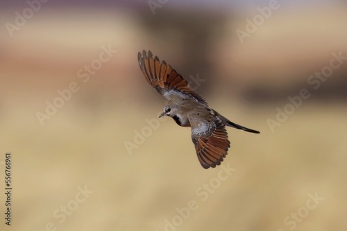 Speckled pigeon (Columba guinea) in flight, Namib desert, Namibia, South Africa © Miroslav