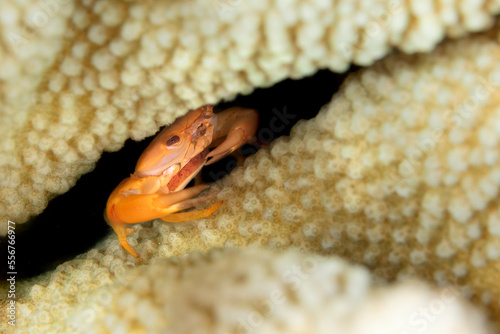 Rusty Guard Crab (Trapezia bidentata) residing in antler coral (Acropora cervicornis); Maui, Hawaii, United States of America photo