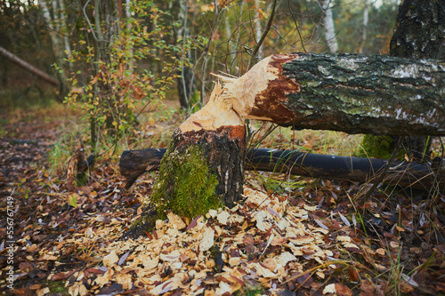 Tree damage from bites of a Eurasian beaver (Castor fiber) in a forest; Jagersee, Franconia, Bavaria, Germany