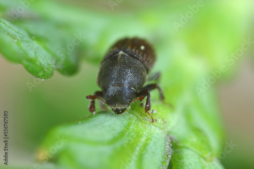 Bark beetle - Phloeosinus aubei. Phloeosinus aubei is a species of bark beetle in the family Curculionidae. It is commonly known as the cedar bark beetle, eastern juniper bark beetle, or small cypress