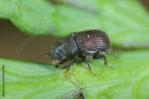 Bark beetle - Phloeosinus aubei. Phloeosinus aubei is a species of bark beetle in the family Curculionidae. It is commonly known as the cedar bark beetle, eastern juniper bark beetle, or small cypress © Tomasz
