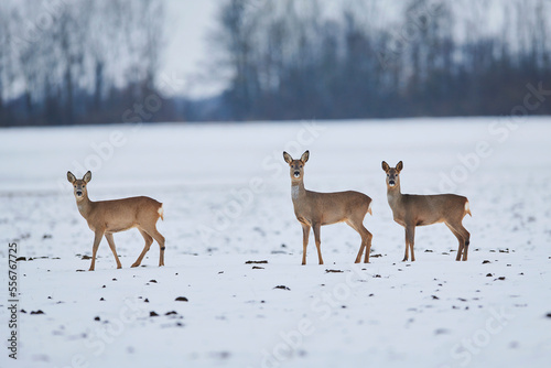 Three Roe deer (Capreolus capreolus) standing on a snowy field; Wiesent, Bavaria, Germany