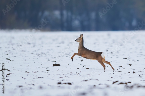 Roe deer (Capreolus capreolus) running over a snowy field; Wiesent, Bavaria, Germany