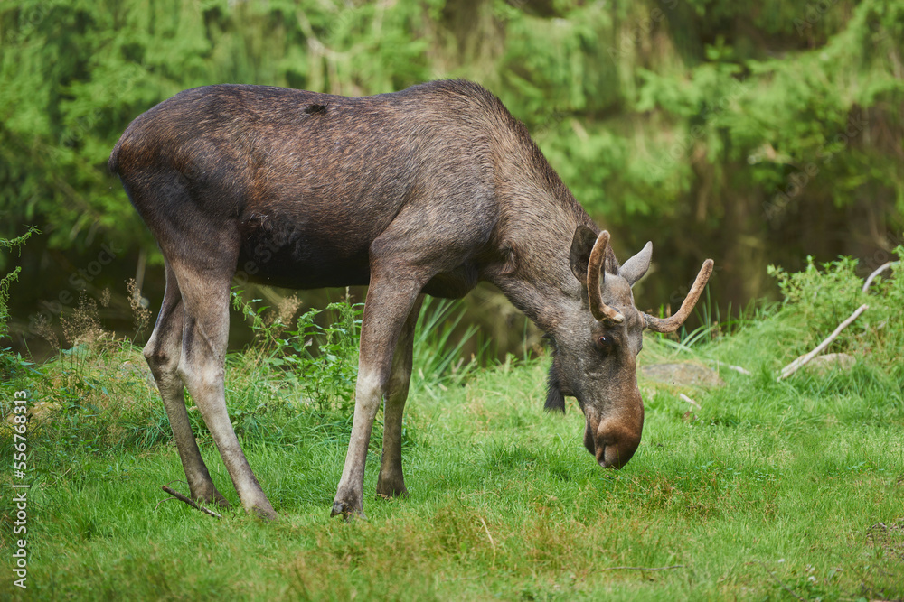 Elk or Moose (Alces alces) bull feeding on a forest glade, captive, Bavarian Forest National Park; Bavaria, Germany Elk or Moose (Alces alces) bull feeding on a forest glade, captive, Bavarian Forest National Park; Bavaria, Germany