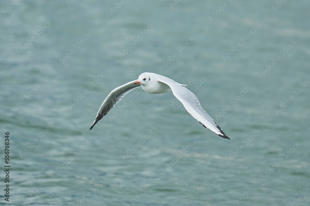 Black-headed gull (Chroicocephalus ridibundus) flying over lake Chiemsee; Bavaria, Germany Black-headed gull (Chroicocephalus ridibundus) flying over lake Chiemsee; Bavaria, Germany
