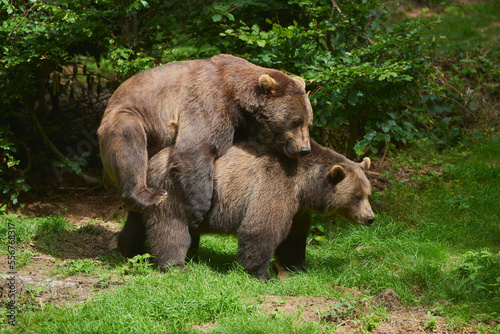 Eurasian brown bears (Ursus arctos arctos) mating on a forest glade, captive, Bavarian Forest National Park; Bavaria, Germany photo
