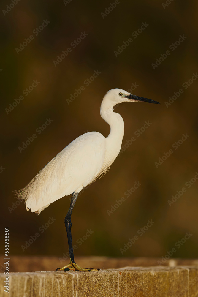 Little egret (Egretta garzetta) wildlife, Parc Naturel Regional de Camargue; Saintes-Maries-de-la-Mer, Camargue, France Little egret (Egretta garzetta) wildlife, Parc Naturel Regional de Camargue; Saintes-Maries-de-la-Mer, Camargue, France