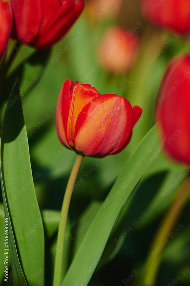 Red tulips (tulipa) in bloom in springtime; Upper Palatinate, Bavaria, Germany Red tulips (tulipa) in bloom in springtime; Upper Palatinate, Bavaria, Germany