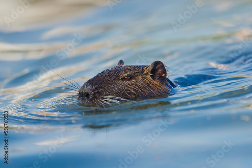 Coypu or nutria (Myocastor coypus) swimming; Camargue, France