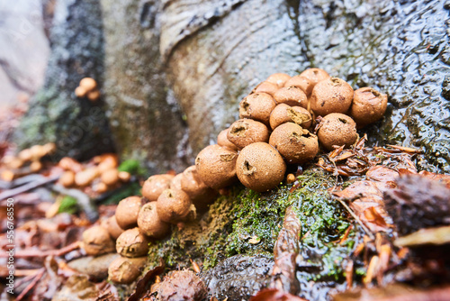 Pear-shaped puffballs or stump puffballs (Apioperdon pyriforme) on an old European beech (Fagus sylvatica) tree trunk, Kleine Fatra, Carpathians; Horna Suca, Slovakia photo