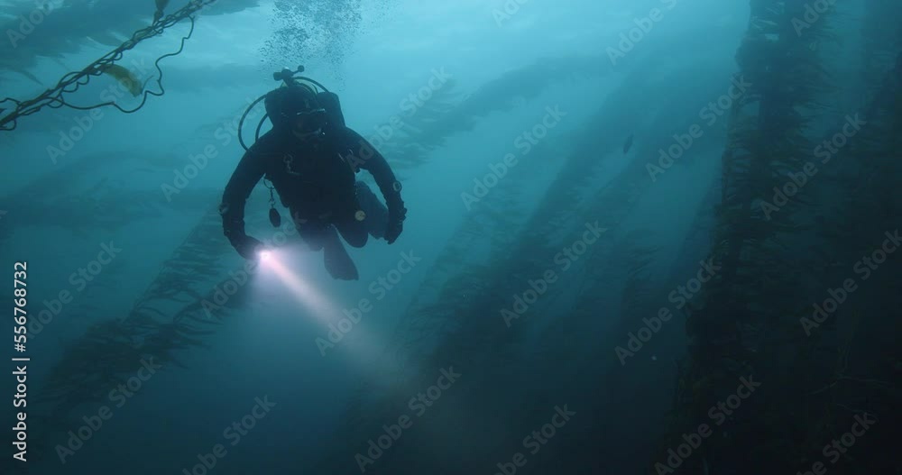 Scuba diver looks off into giant kelp forest.