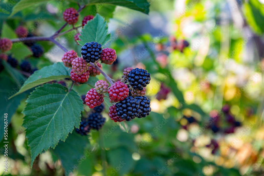 Blackberries on a green branch. Growing blackberries. Blackberries on a green branch. Growing blackberries.