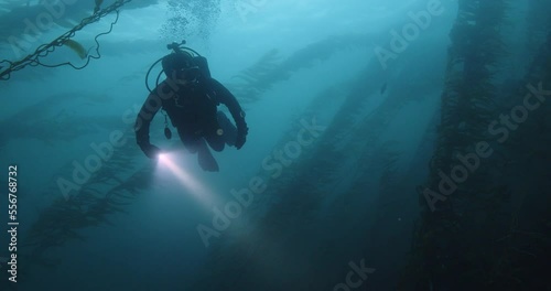 Scuba diver looks off into giant kelp forest. photo