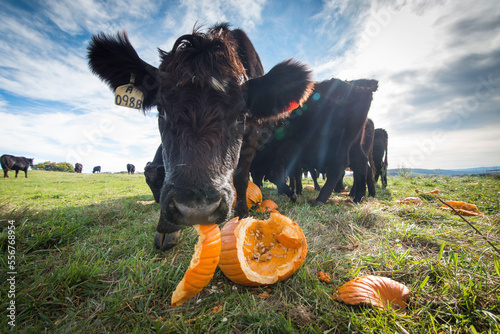 Cows eat pumpkins in late fall.
