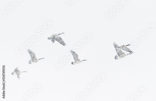 Canada geese fly through snow in a winter snowstorm. photo