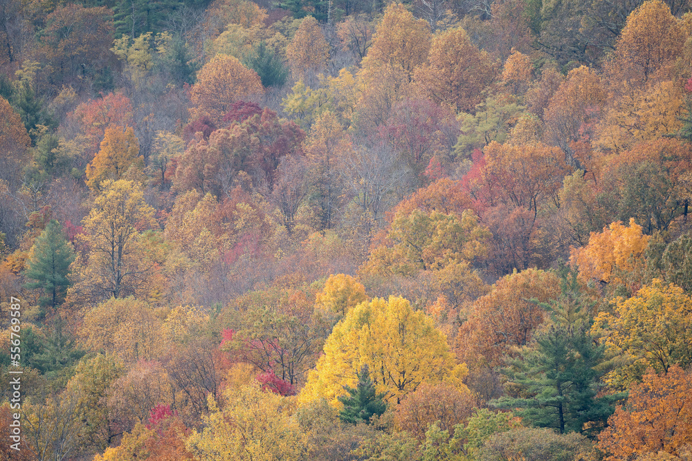 Fall foliage blankets the forests in the Shenandoah National Park and Shenandoah Valley in Virginia. Fall foliage blankets the forests in the Shenandoah National Park and Shenandoah Valley in Virginia.