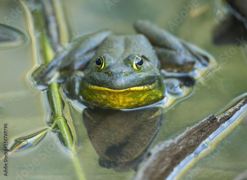 An American bullfrog in the wetlands. photo