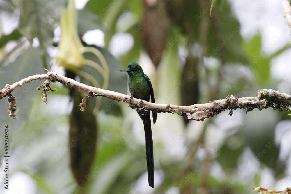 aglaiocercus kingii, conocido como colibrí de cola larga. Pájaro ubicado en Manizales, Caldas, Colombia aglaiocercus kingii, conocido como colibrí de cola larga. Pájaro ubicado en Manizales, Caldas, Colombia