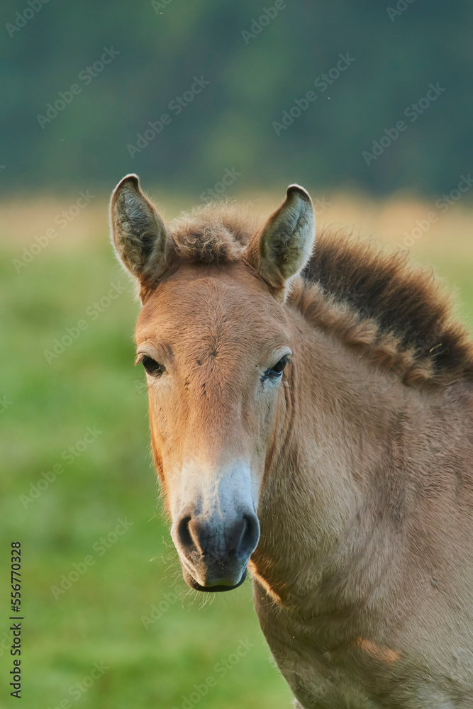 Przewalski's horse or Mongolian wild horse (Equus ferus przewalskii) on a field, captive, Bavarian Forest National Park, Bavaria, Germany Przewalski's horse or Mongolian wild horse (Equus ferus przewalskii) on a field, captive, Bavarian Forest National Park, Bavaria, Germany