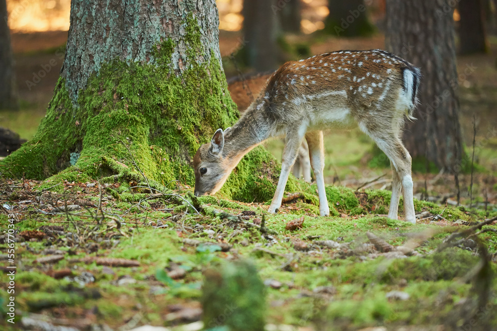 Fallow deer (Dama dama) in a forest, captive; Bavaria, Germany Fallow deer (Dama dama) in a forest, captive; Bavaria, Germany