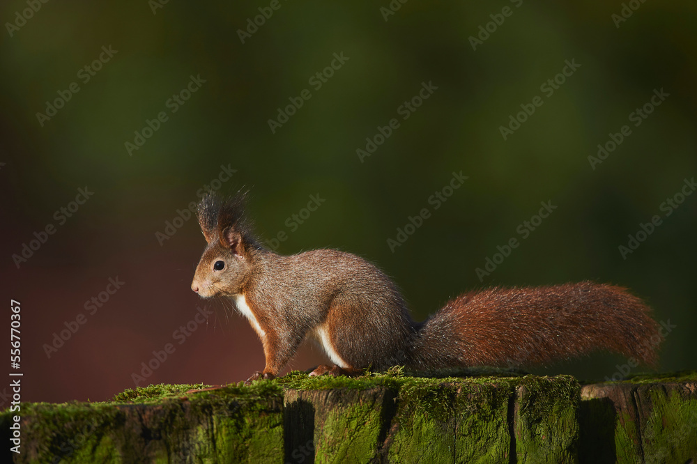 Eurasian red squirrel (Sciurus vulgaris) on a tree stump; Bavaria, Germany Eurasian red squirrel (Sciurus vulgaris) on a tree stump; Bavaria, Germany