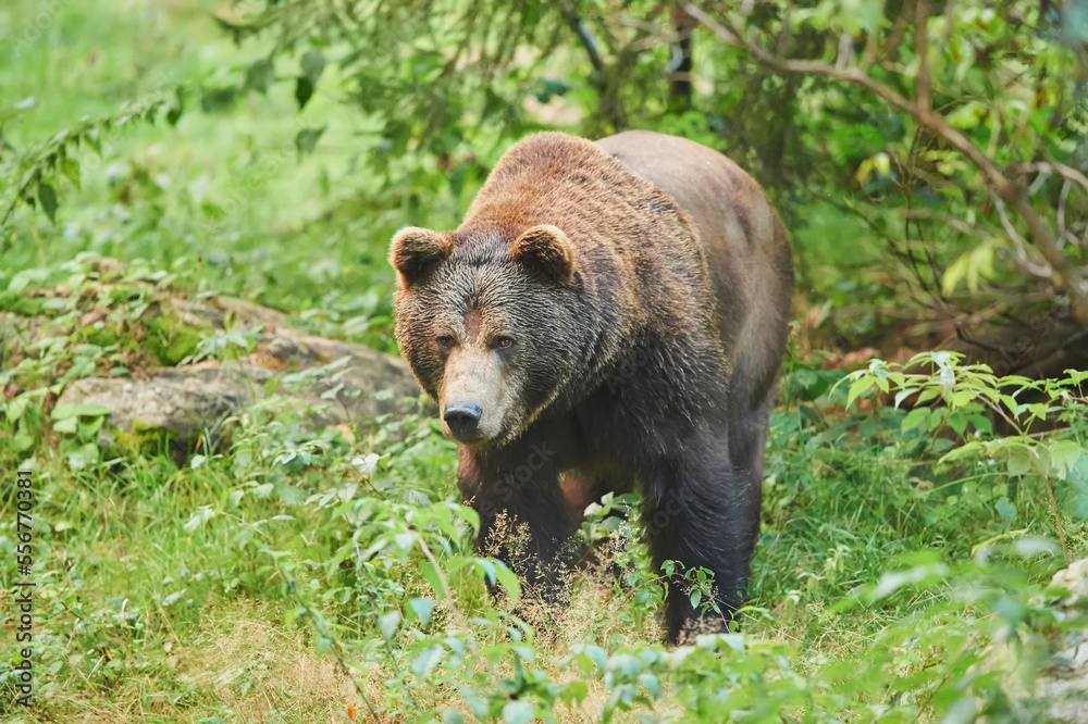 Eurasian brown bear (Ursus arctos arctos) on a forest glade, captive, Bavarian Forest National Park; Bavaria, Germany Eurasian brown bear (Ursus arctos arctos) on a forest glade, captive, Bavarian Forest National Park; Bavaria, Germany