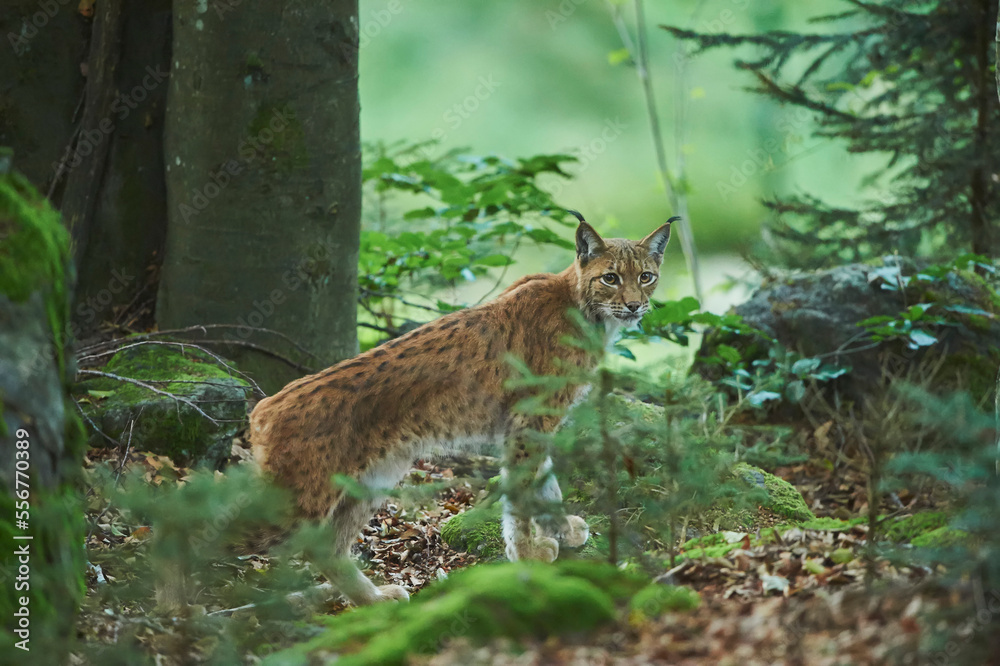 Eurasian lynx (Lynx lynx) in a forest, captive, Bavarian Forest