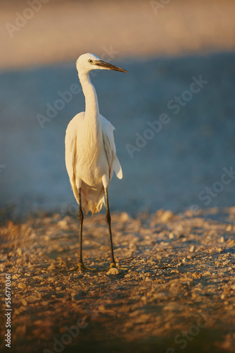 Little egret (Egretta garzetta) wildlife, Parc Naturel Regional de Camargue; Saintes-Maries-de-la-Mer, Camargue, France photo