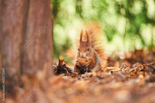 Eurasian red squirrel (Sciurus vulgaris) eating a nut on the ground covered with fallen leaves; Bavaria, Germany