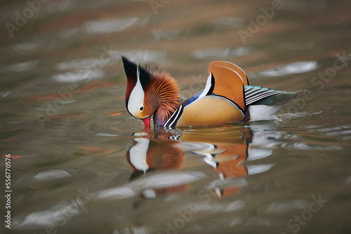 Mandarin duck (Aix galericulata) male courtship behaviour on a lake; Bavaria, Germany photo