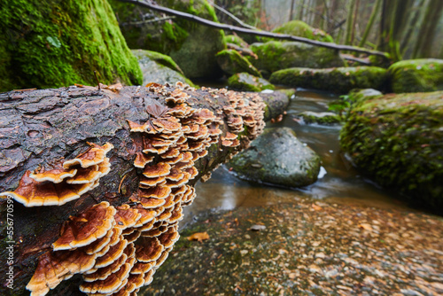 Polypore mushroom or turkey tail (Trametes versicolor) on a tree trunk at Hollental Nature Reserve, Bavarian Forest; Bavaria, Germany photo