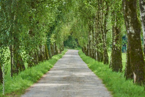 Trail going through old silver birch, warty birch or European white birch (Betula pendula) trees; Bavaria, Germany photo