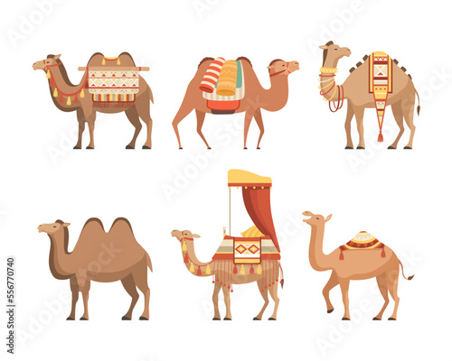 Set of camels. Wild and domesticated desert caravan animals with saddles cartoon vector illustration