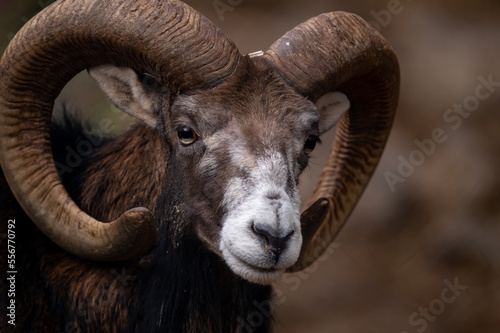 Portrait of a sheep. European mouflon of Corsica. One male Ovis aries musimon.